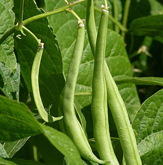 French_beans_J1